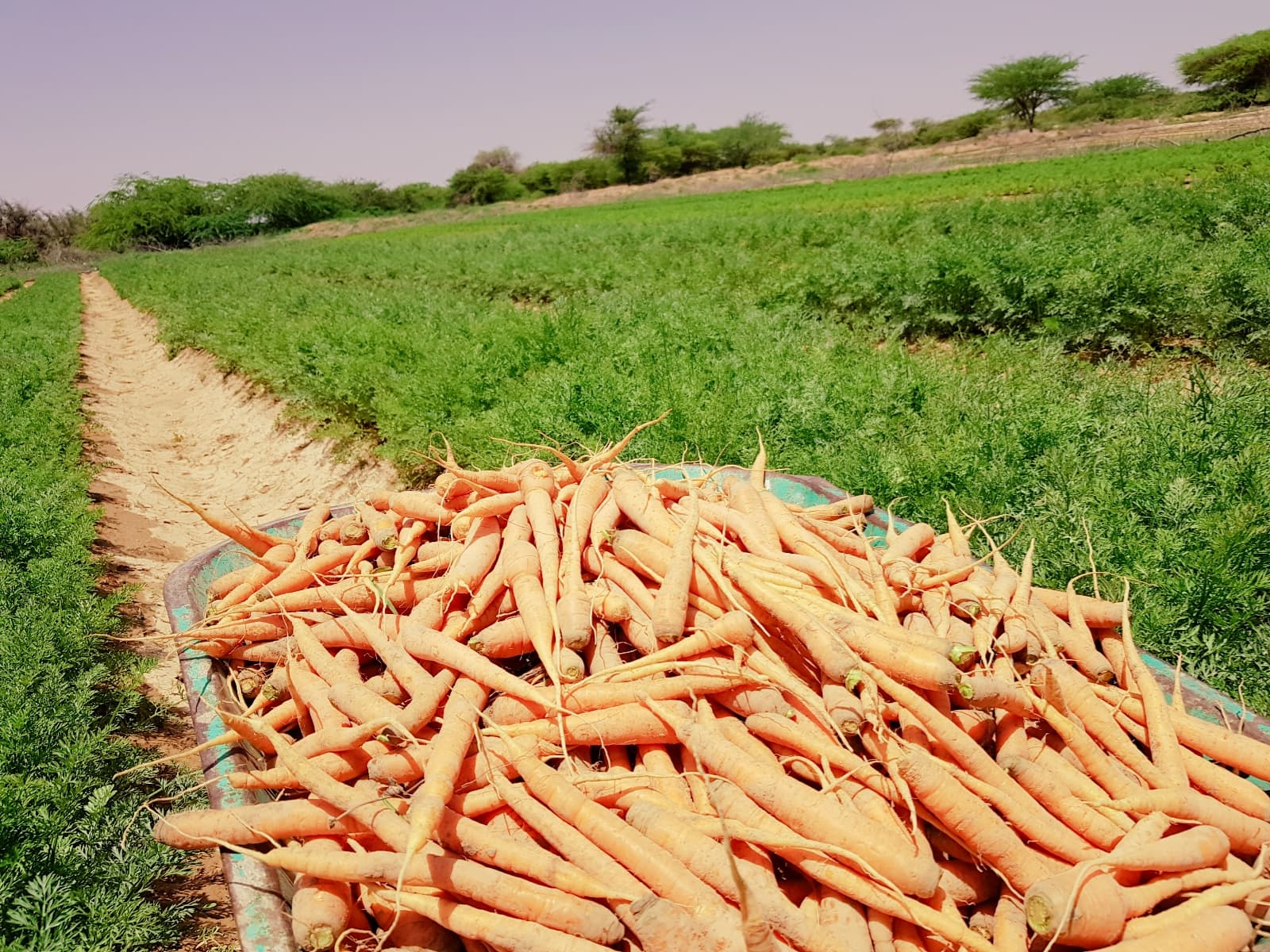 Drip Irrigation